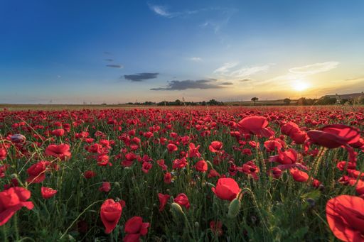 A scenic view of sunset over a beautiful field of red poppies