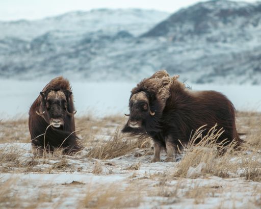 Two brown muskox stand on a snowy hillside