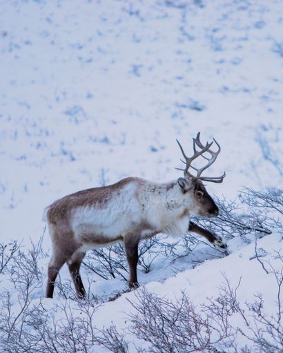 A small, white-furred reindeer stands in a snowy landscape, surrounded by a cluster of dry bushes
