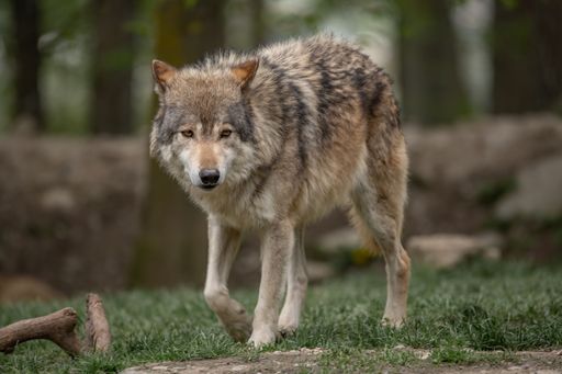 A grey wolf walking across a grassy meadow surrounded by trees in a forest setting.