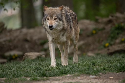 A grey wolf walking across a grassy meadow surrounded by trees in a forest setting.