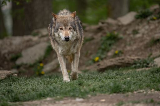A majestic grey wolf walking across a grassy meadow surrounded by trees in a forest setting.
