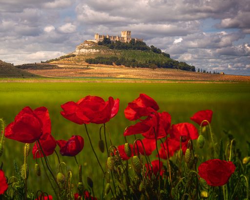 A vibrant field of red poppies is situated in front of a majestic castle, with mountain peaks visible in the background