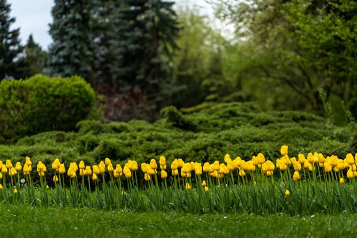 A picturesque landscape featuring a vast expanse of bright yellow tulips in bloom