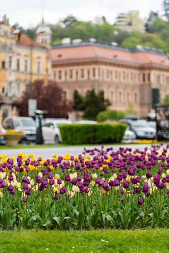 A picturesque landscape featuring a vast expanse of bright purple  tulips in bloom