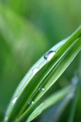 A macro shot of a single blade of lush green grass with glistening water droplets clinging to the end of the blade