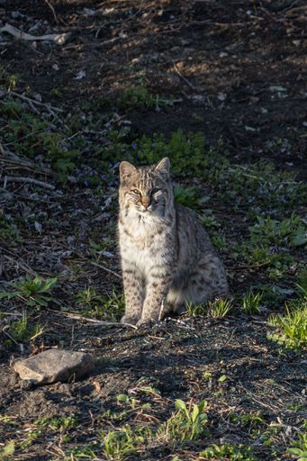 A Wild bobcat perched in a grassy field, surrounded by tall trees
