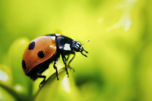 A macro shot of a red ladybird beetle with black dots on its back perched atop a green leaf