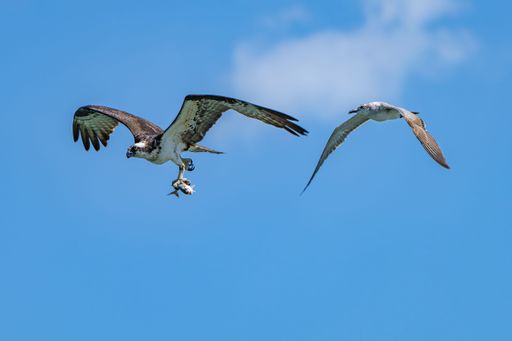 A seagull is flying by an osprey carrying freshly caught fish.