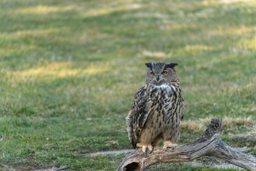 Owl with good plumage leaning on a piece of wood surrounded by grass and looking straight ahead.