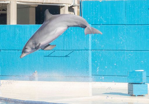 Beautiful dolphins jumping and training at the Aquarium.