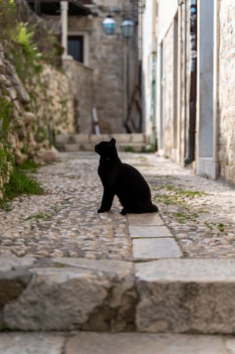 A black cat with a sleek coat is perched atop a brick wall that lines an alleyway