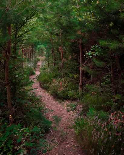 A tranquil, winding path through a lush wooded area.