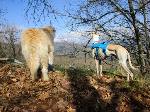 A closeup of domestic dogs in a field covered in dried leaves under the sunlight in the countryside