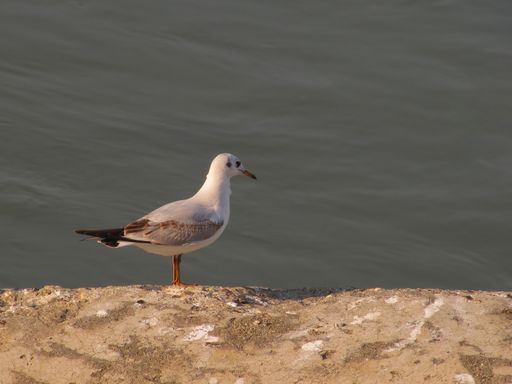 A closeup shot of a seagull standing on the edge of the bank of the river