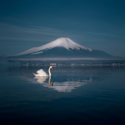 A white swan swimming in shallow water near the peak of a large mountain