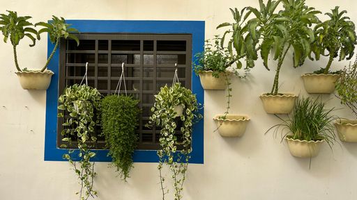 A closeup of potted green flowers hanging on the external wall of a building, near the window