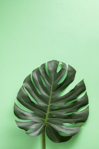 A vertical shot of a dark tropical leaf with tears and holes on a pastel green background - copy space
