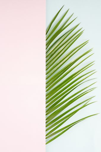 A vertical shot of a split image with long pointy leaves on blue background on one side and plain pink on another - copy space on the left