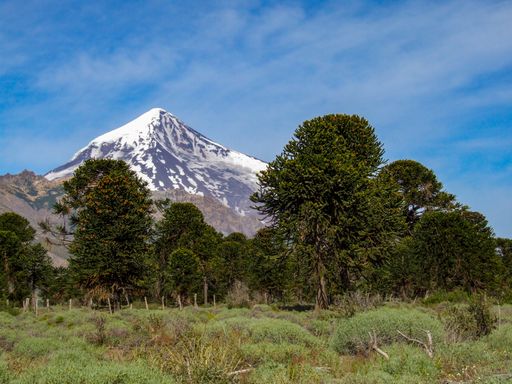 view of Lanin volcano with Araucaria trees, Lanin national park, Argentina