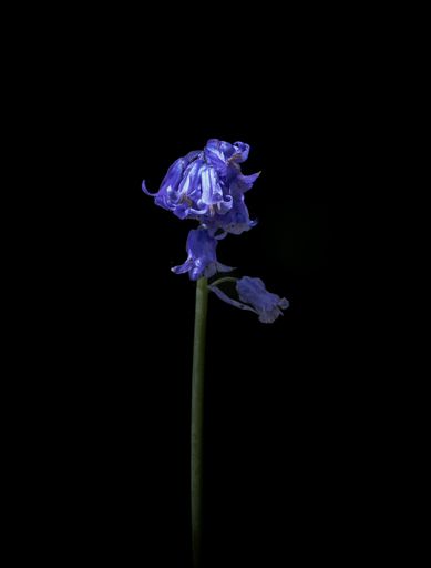 A vibrant purple bluebell flower on a dark black backdrop