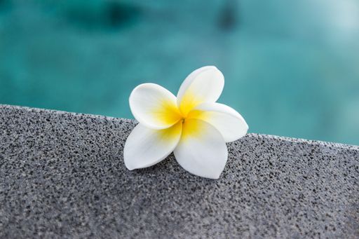 Minimal design image with frangipani flower next to the pool.