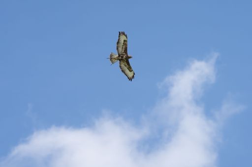A red kite (Milvus milvus) soaring through the sky, against a backdrop of white, fluffy clouds