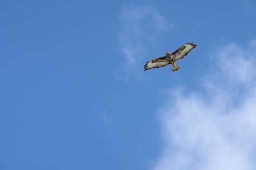 A red kite (Milvus milvus) soaring through the sky, against a backdrop of white, fluffy clouds