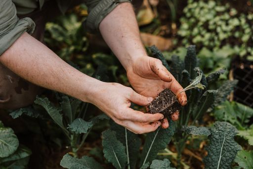 A close-up of a person planting kale seeds in a vibrant and healthy garden