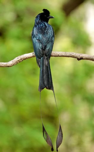 A greater racket-tailed drongo perched on a tree branch. Dicrurus paradiseus.