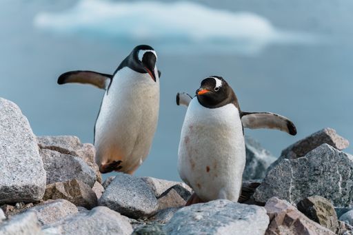 A close up of two  penguins perched atop large rocks with a seascape in the background