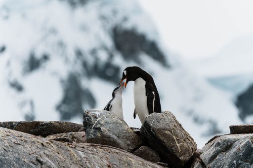A close up shot of a mother penguin feeding its baby standing on large rocks
