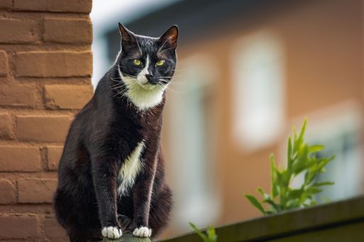 A beautiful black and white feline perched atop a window sill