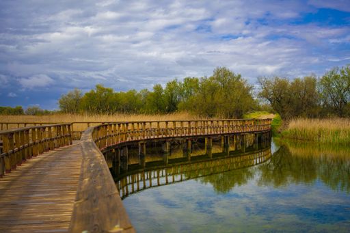 A horizontal shot of a wooden walkway bridge with railing on the river, Tablas de Daimiel National Park, Spain