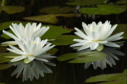 An idyllic scene of white water lilies floating serenely in a pond, surrounded by lush green foliage