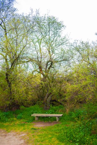A vertical shot of a bench in the middle of a forest