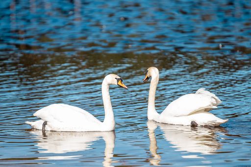 A selective focus shot of graceful mute swans floating on the lake