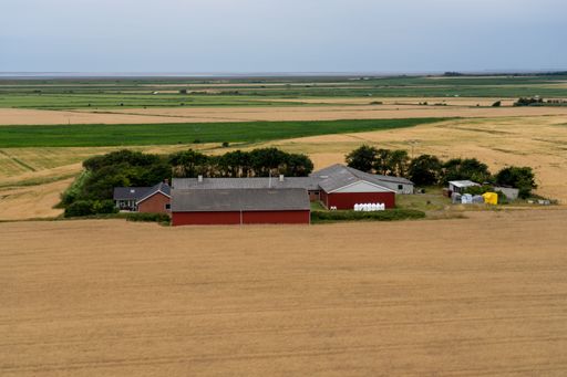 A rural landscape with a large, vibrant red barn set in the middle of a golden field. Romo, Denmark.