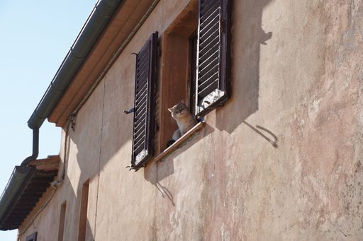 An outdoor view of a domestic cat perched on a windowsill, facing forward