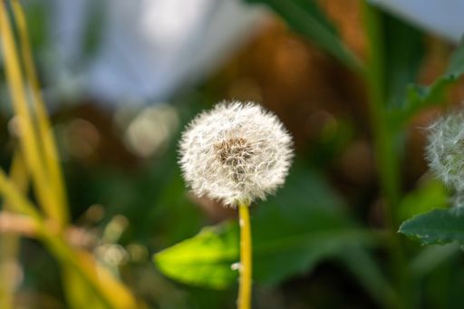 A single dandelion amidst a lush bed of green foliage, illuminated by the warm