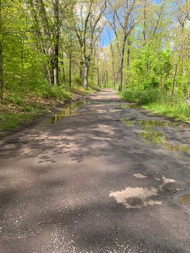 After a refreshing rain, a dirt road winds its way through a lush, verdant forest