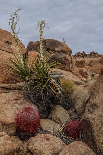 The Joshua Tree National Park with its majestic desert landscape and beautiful rock formations and fauna