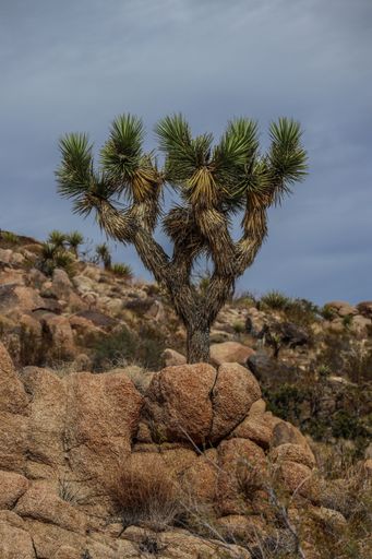 The Joshua Tree National Park with its majestic desert landscape and beautiful rock formations and fauna