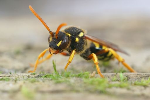 a closeup shot of a female Gooden's nomad bee, Nomada goodeniana standing on the ground