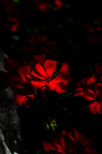 A vibrant assortment of red flowers illuminated by an ambient light source, creating a beautiful and uplifting atmosphere