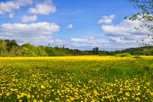 A scenic view of a field of yellow flowers in bloom, illuminated by the bright blue sky