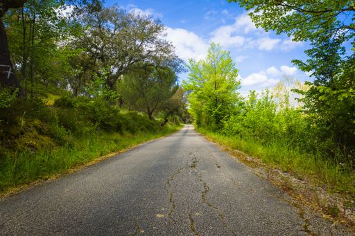 A scenic road winding through a dense, wooded area illuminated by bright sunlight