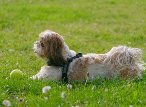 A Shih Tzu dog resting in a lush, green meadow.