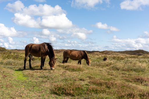 The two beautiful horses standing in a lush green field grazing peacefully