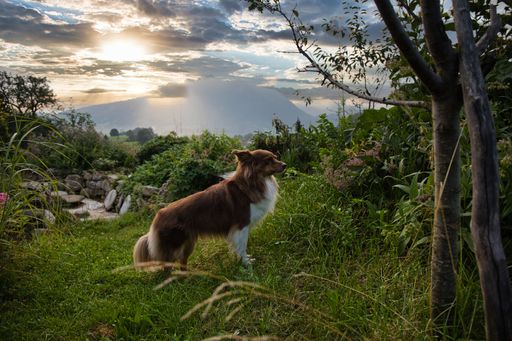 An adorable Australian Shepherd dog standing in a park